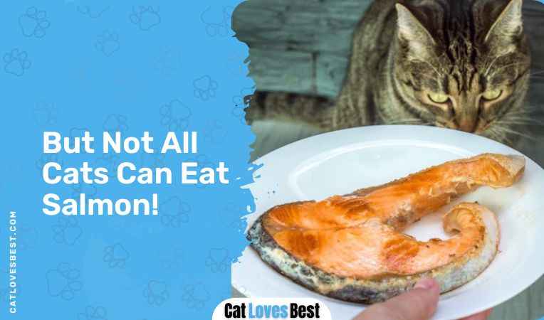 But Not All Cats Can Eat Salmon