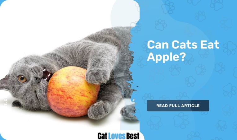 Can Cats Eat Apple