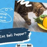 Can Cats Eat Bell Pepper