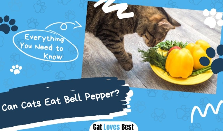 Can Cats Eat Bell Pepper