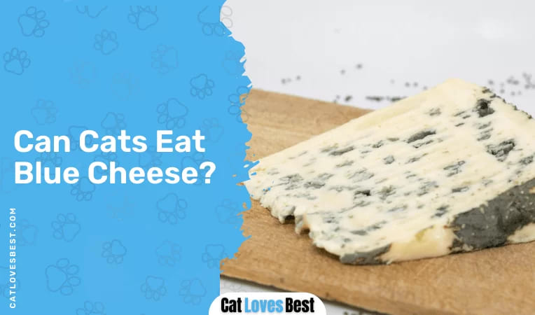 Can Cats Eat Blue Cheese