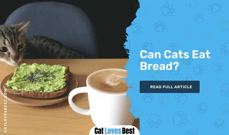 Can Cats Eat Bread