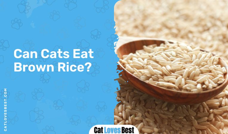Can Cats Eat Brown Rice