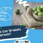 Can Cats Eat Brussels Sprouts