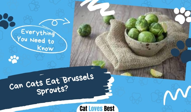 Can Cats Eat Brussels Sprouts