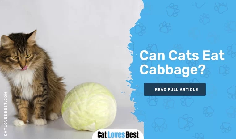 Can Cats Eat Cabbage