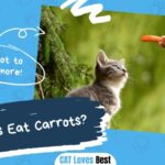 Can Cats Eat Carrots