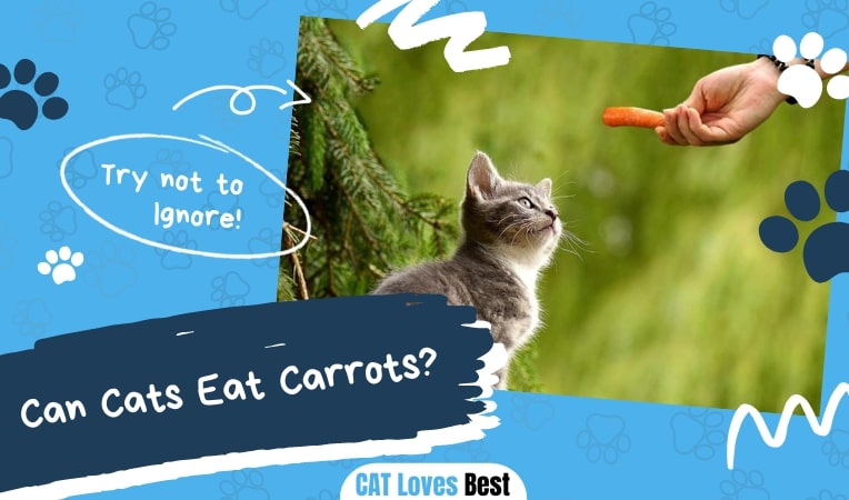 Can Cats Eat Carrots