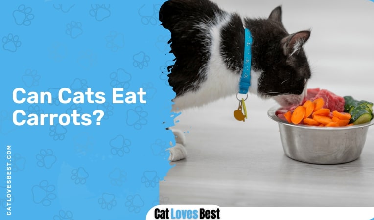 Can Cats Eat Carrots