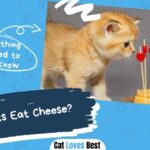 Can Cats Eat Cheese