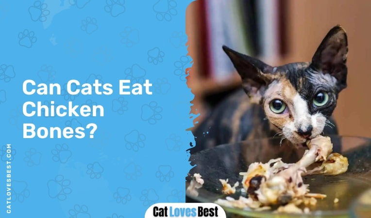 Can Cats Eat Chicken Bones
