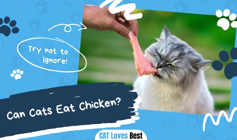Can Cats Eat Chicken