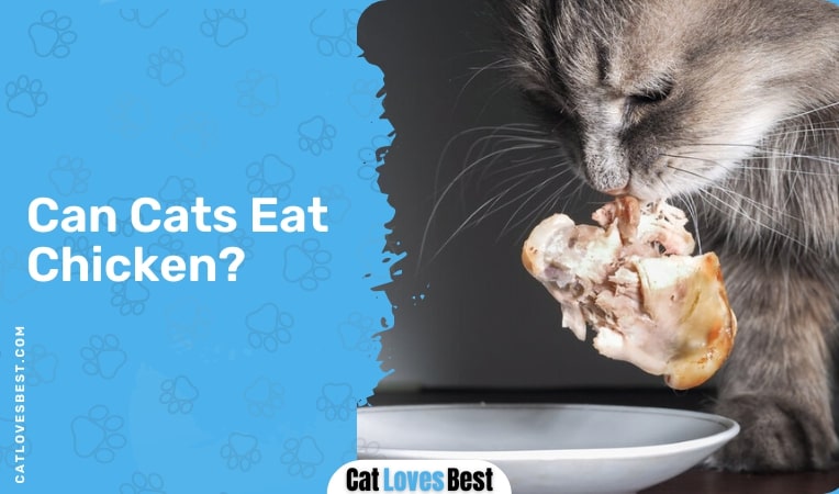 Can Cats Eat Chicken