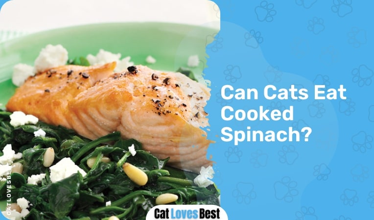 Can Cats Eat Cooked Spinach