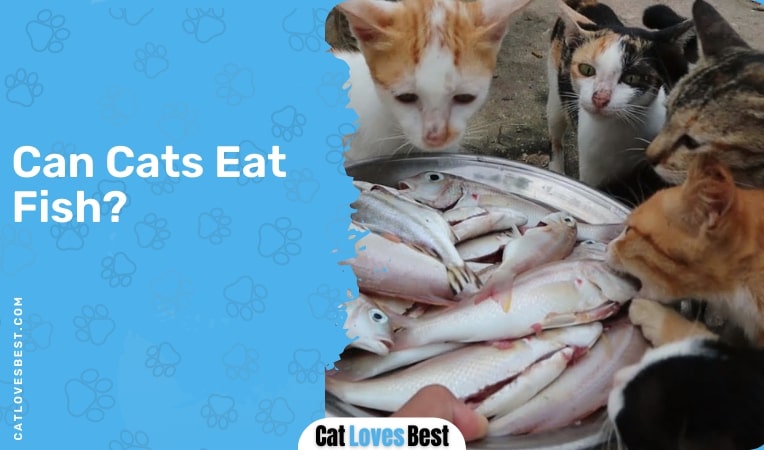 Can Cats Eat Fish Bones