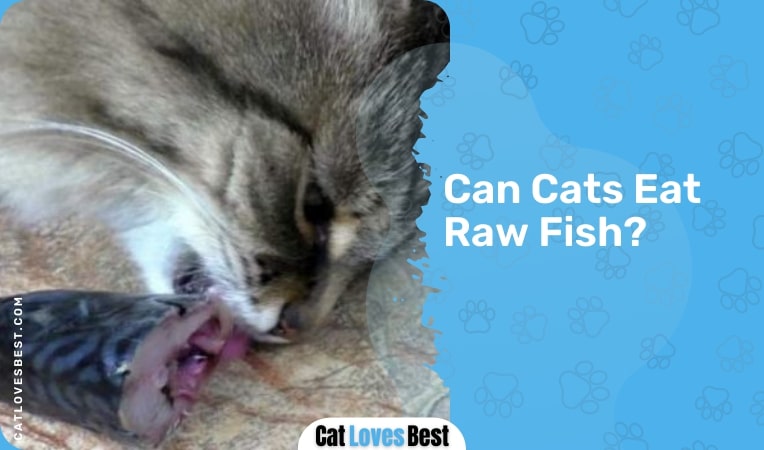 Can Cats Eat Fish