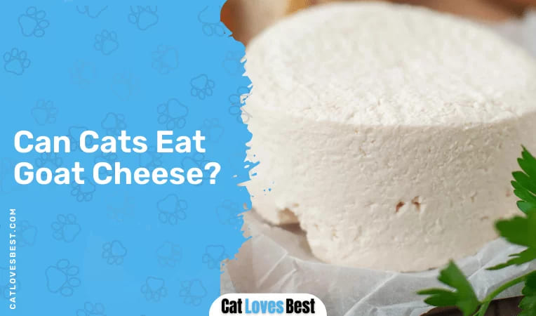 Can Cats Eat Goat Cheese