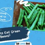 Can Cats Eat Green Beans