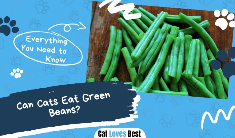 Can Cats Eat Green Beans