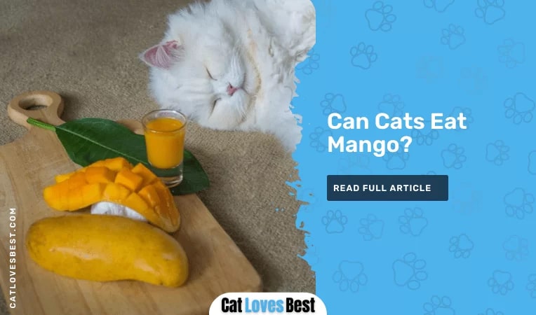 Can Cats Eat Mango