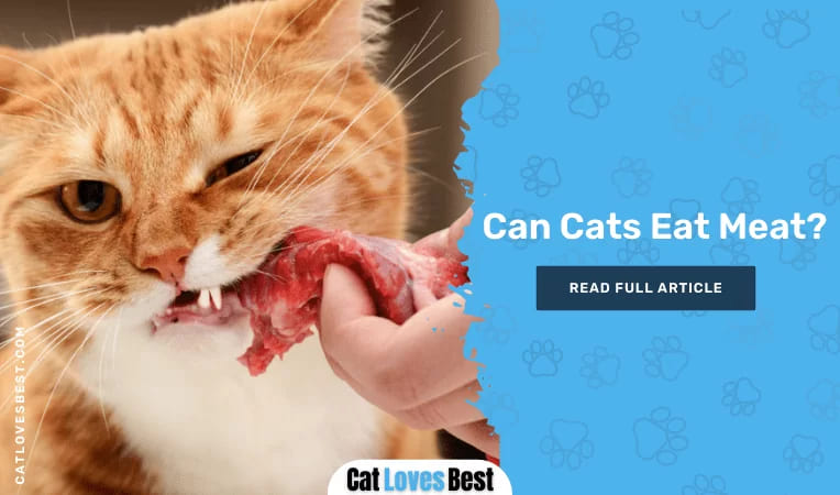 Can Cats Eat Meat