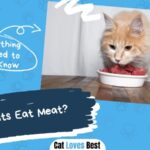 Can Cats Eat Meat