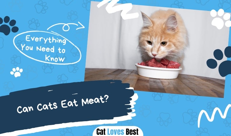 Can Cats Eat Meat