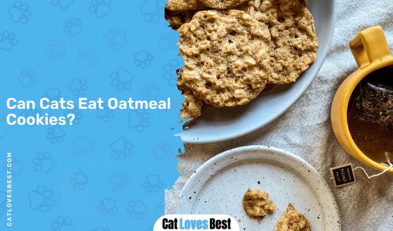 Can Cats Eat Oatmeal Cookies
