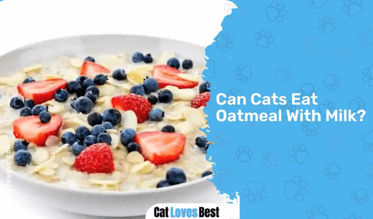 Can Cats Eat Oatmeal With Milk