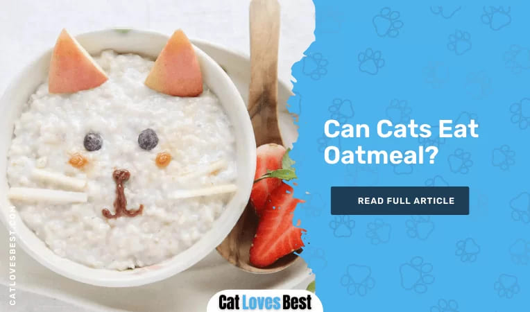 Can Cats Eat Oatmeal