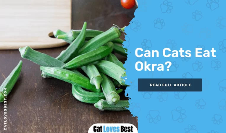 Can Cats Eat Okra