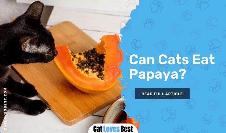 Can Cats Eat Papaya