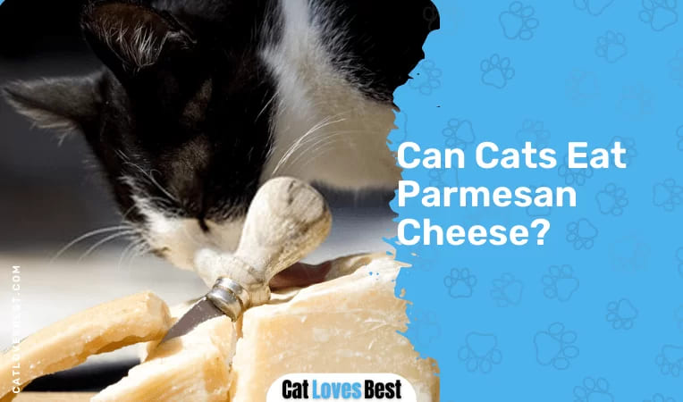 Can Cats Eat Parmesan Cheese