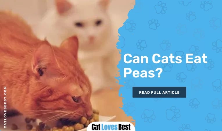 Can Cats Eat Peas