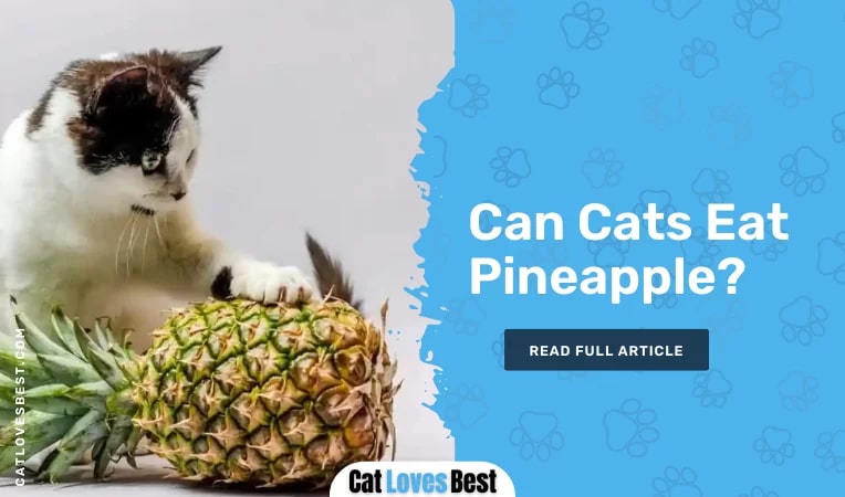 Can Cats Eat Pineapple