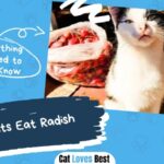 Can Cats Eat Radish