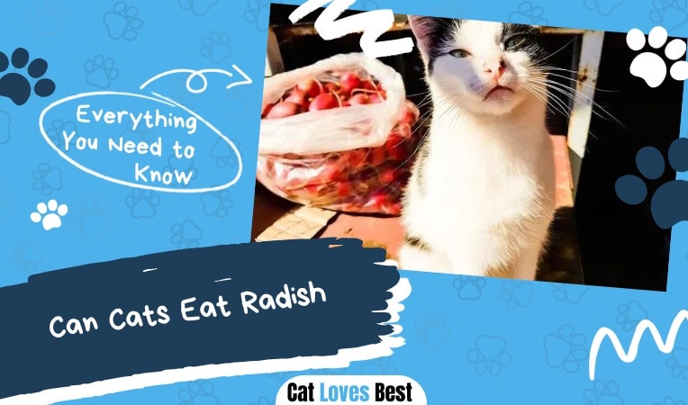 Can Cats Eat Radish