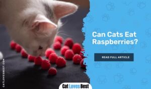 Can Cats Eat Raspberries? Is Raspberries Toxic to Cats?