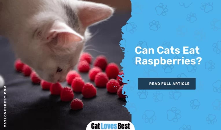 Can Cats Eat Raspberries