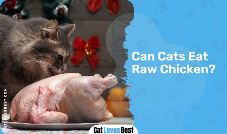 Can Cats Eat Raw Chicken