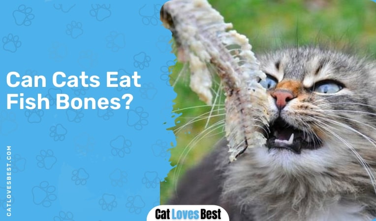 Can Cats Eat Raw Fish