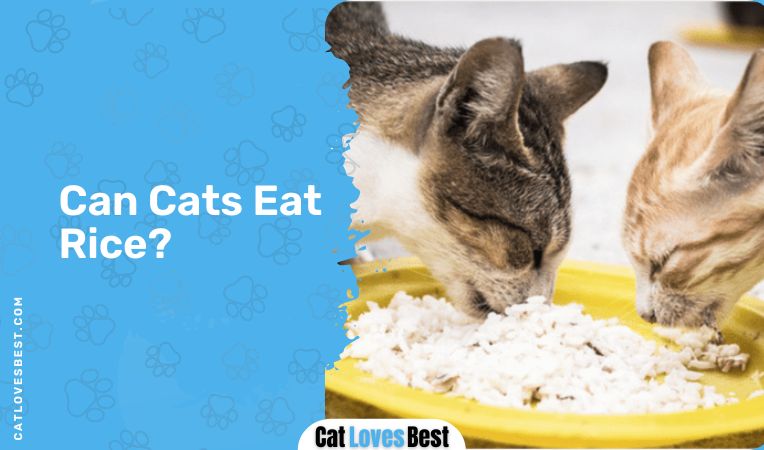 Can Cats Eat Rice
