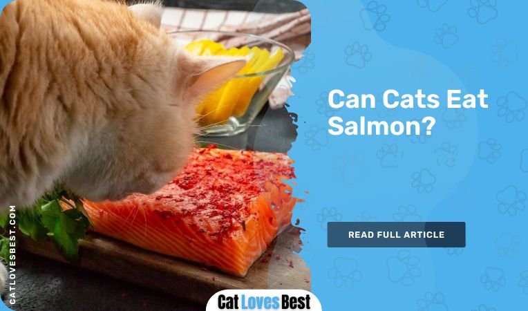 Can Cats Eat Salmon