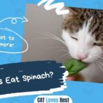 Can Cats Eat Spinach