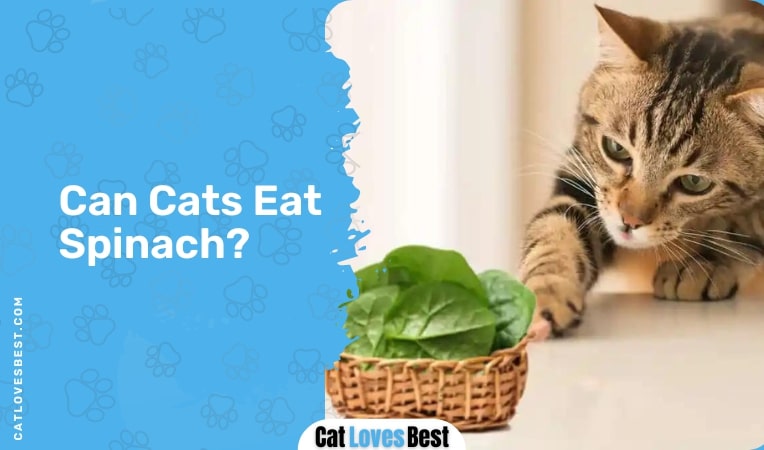 Can Cats Eat Spinach 2 1