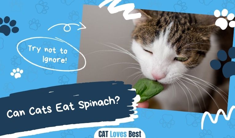 Can Cats Eat Spinach