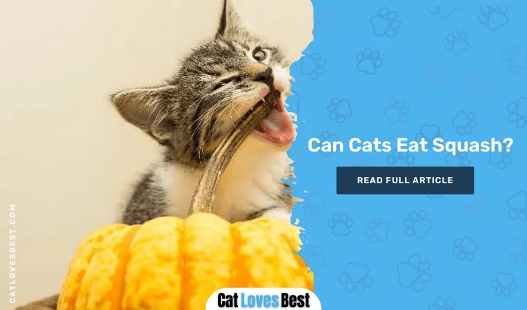 Can Cats Eat Squash