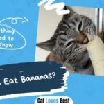 Can Cats Eats Banana