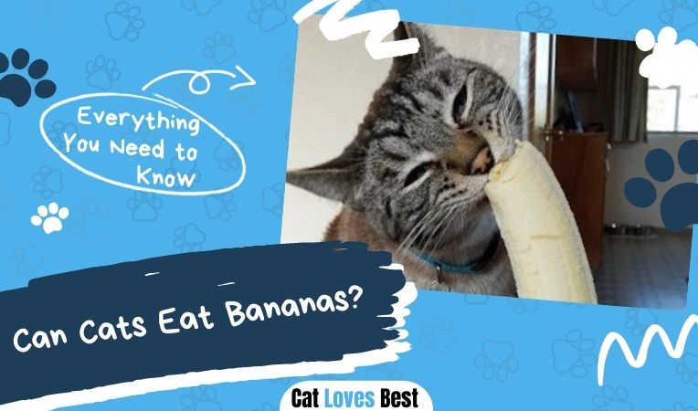 Can Cats Eats Banana