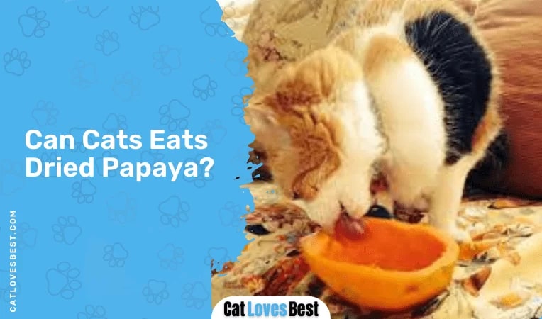 Can Cats Eats Dried Papaya